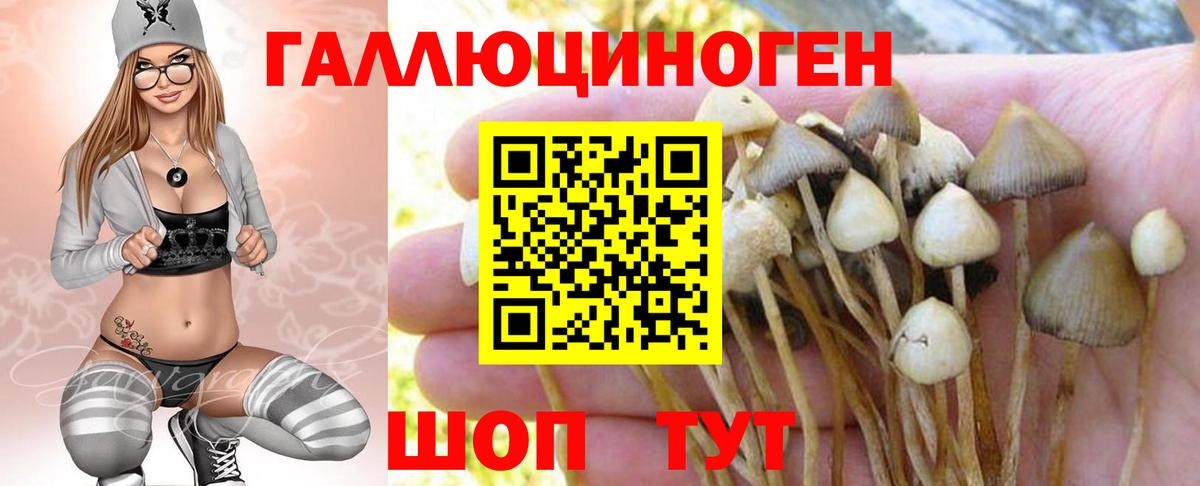 Галлюциногенные грибы Cubensis Геленджик